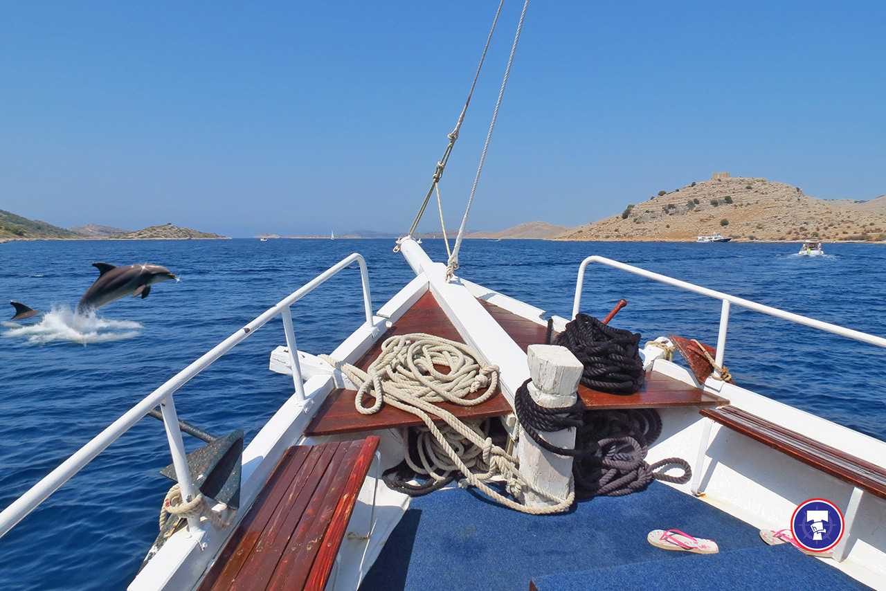 Dolphins spotted during MB TORCIDA tour