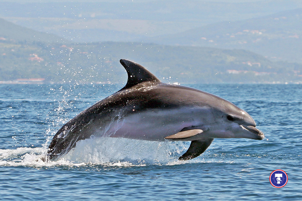 Vrgada (dolphin watching)